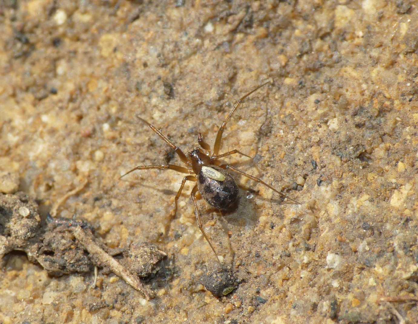 Ragnetto (Linyphiidae)parassitato con larva di Ichneumonidae